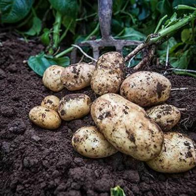 Image of Comber potatoes